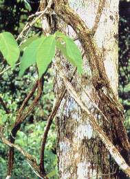 ayahuasca.jpg (15987 bytes)