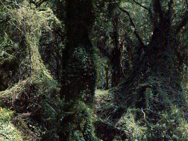 bosque de Amopate.jpg (28130 bytes)