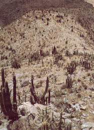 cactus.jpg (14025 bytes)