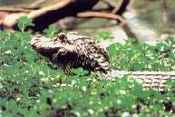caiman negro.jpg (7683 bytes)