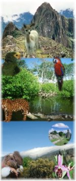 cratula3.jpg (16915 bytes)