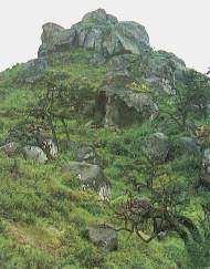 flora lachay.jpg (9916 bytes)