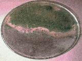 tesis5.JPG (5687 bytes)