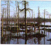 oil polluted swamp,   35 kB
