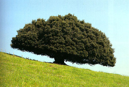 arbol06.jpg (47349 bytes)