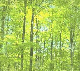 arboles.jpg (17587 bytes)
