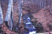 arroyo.jpg (15544 bytes)