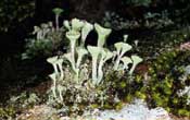 cladoniafimbriata_min.jpg (13606 bytes)