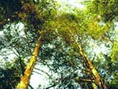 pino2.jpg (18295 bytes)