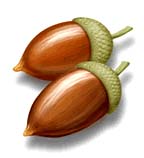 rebollo1.jpg (8958 bytes)