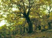 rebollo2.jpg (14886 bytes)