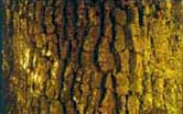 rebollo2b.jpg (12494 bytes)