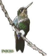 &Iacute;NDICE