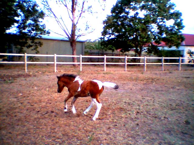 See my own foal at top of page. Isn't he stunning (mums can say that)