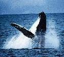 Ballenas Gal�pagos