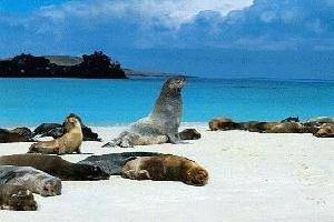Focas Gal�pagos