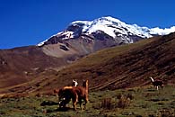 Vicu�as del Chimborazo