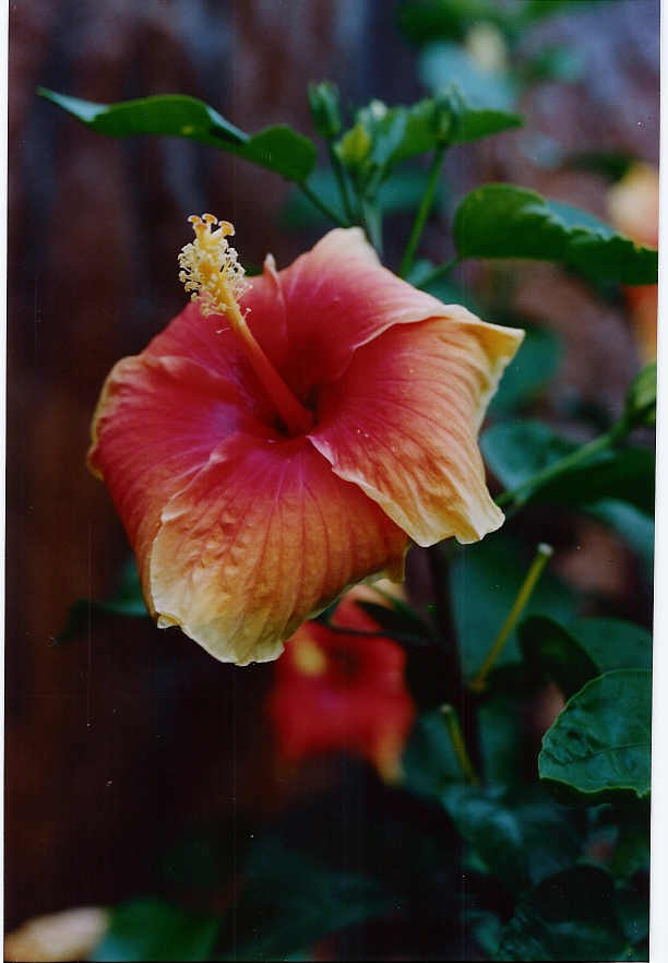 hibiscus 