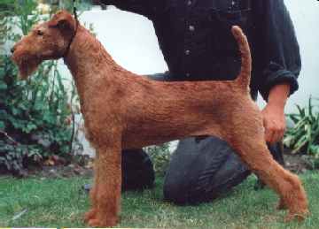 Edbrios Dirmuid