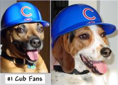 # 1 Cub Fans