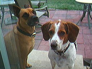 Spice & Rueben hanging out on our patio
