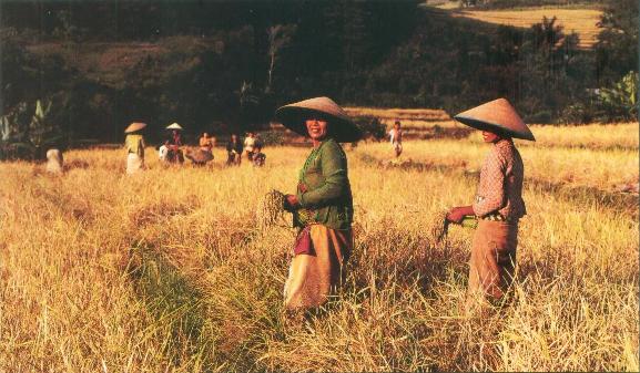 Rice Harvest