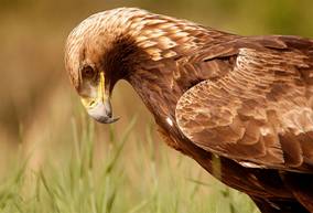 aguila