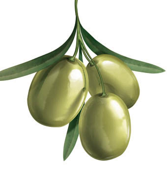 aceituna