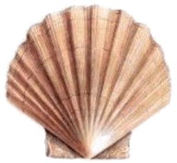 concha