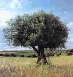 olivar