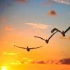 pajaros