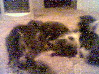 But really, who doesn't love kittens? Except John Ashcroft; that joyless bastard!