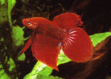 Betta.jpg (7140 bytes)