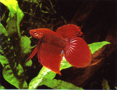 Betta1.jpg (14634 bytes)