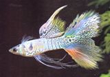 Guppy.jpg (4937 bytes)