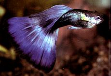 Guppy1.jpg (8301 bytes)