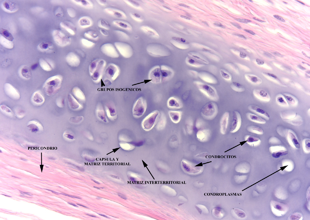 Cartilago Hialino