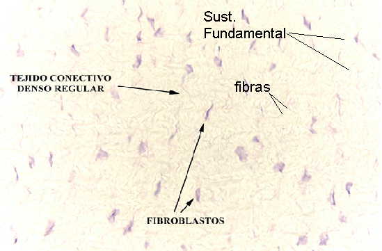 (+)celulas (+++)Fibras (+)Sust. Fundamental