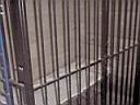cell1.jpg