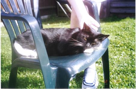 Buster, the black cat