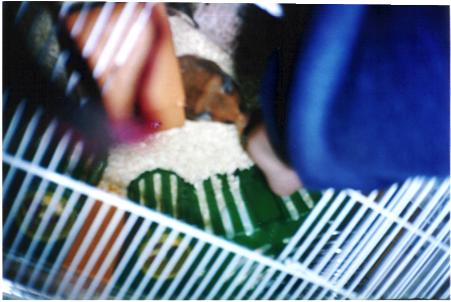 Mammie, the fat golden hamster