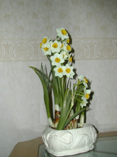 shuixian, narcisus