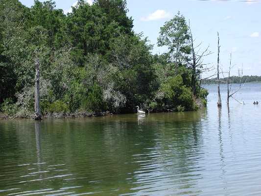 lake and bird