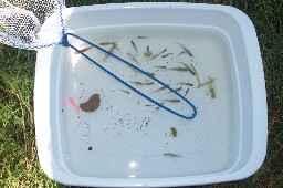 minnows