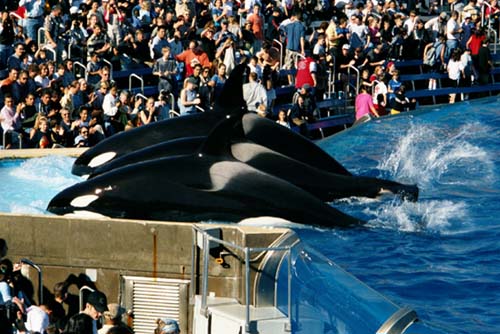 Seaworld2