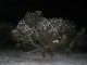 29dark_tree.jpg