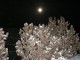 36moon_bush.jpg