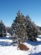 44snowtrees.jpg