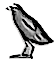 Quail chick (W)