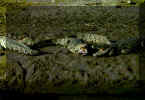 nile croc.jpg (53088 bytes)